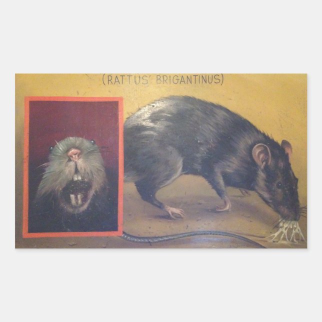 Adesivo Retangular Rattus Brigantinus Sticker (Frente)