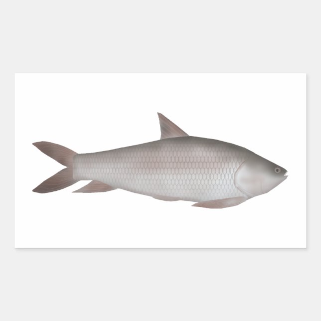 Adesivo Retangular Reba Carp (Frente)
