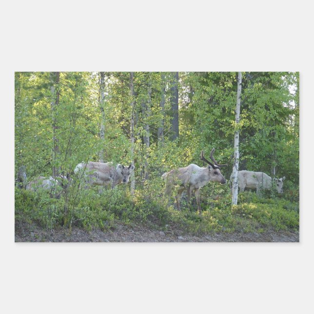 Adesivo Retangular Rebelde nos autocolantes da Lapónia (Frente)