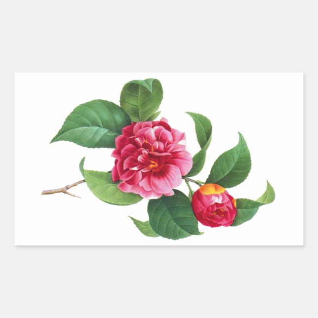 Adesivo Retangular Red Camellia por Pierre Joseph Redoute (Frente)