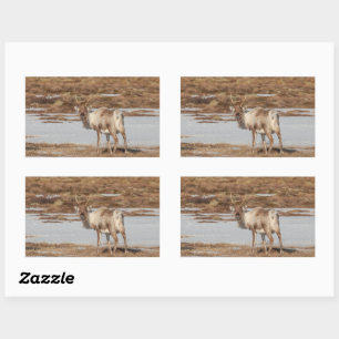 Adesivo Retangular Reindeer Nature Photo