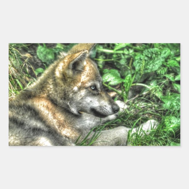 Adesivo Retangular Resting Baby Wolf Pup Wildlife Photo (Frente)