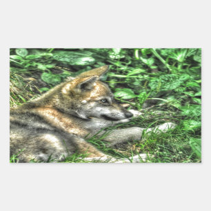 Adesivo Retangular Resting Baby Wolf Pup Wildlife Photo