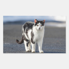 Adesivo Retangular Retrato de um gato