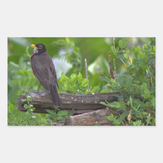 Adesivo Retangular Robin Photo Stickers (Frente)