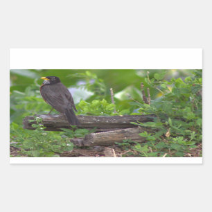 Adesivo Retangular Robin Photo Stickers