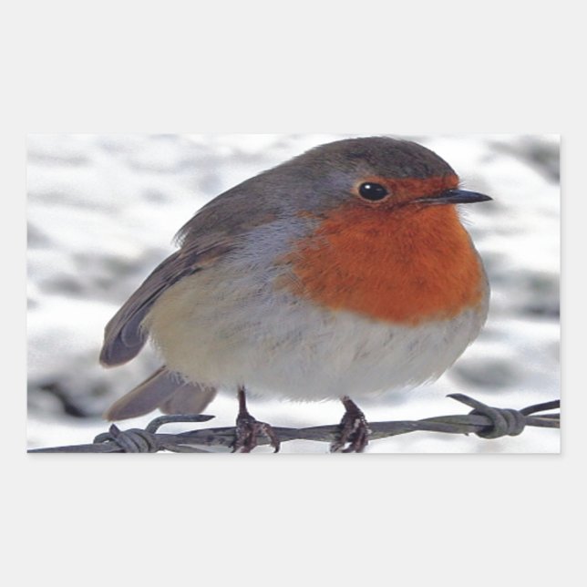 Adesivo Retangular Robin Redbreast (Frente)