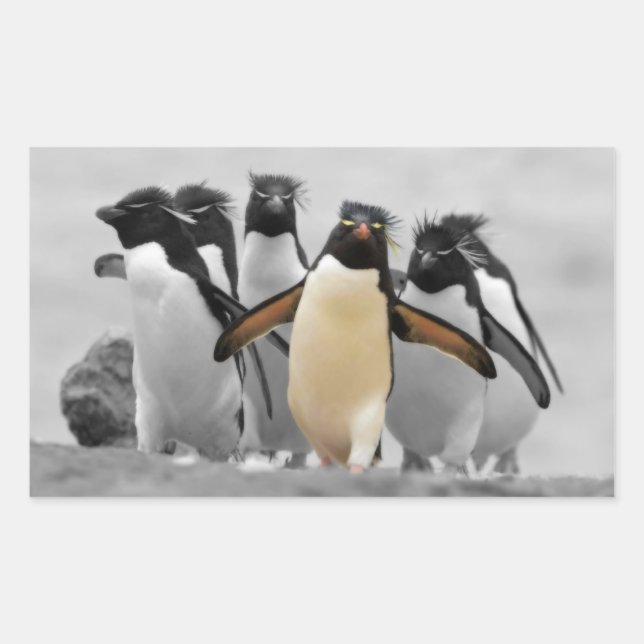 Adesivo Retangular Rockhopper Penguins (Frente)