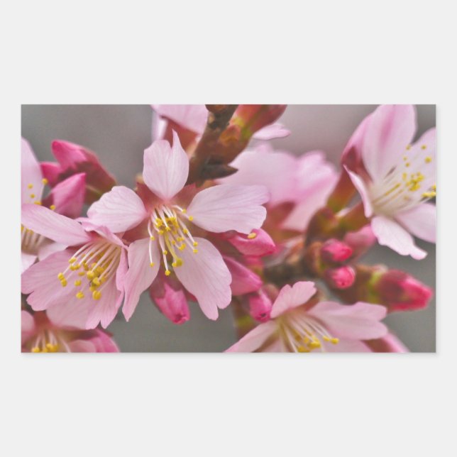 Adesivo Retangular Rosa Contra Uma Cinza Céu Japonês Blossomas De Cer (Frente)
