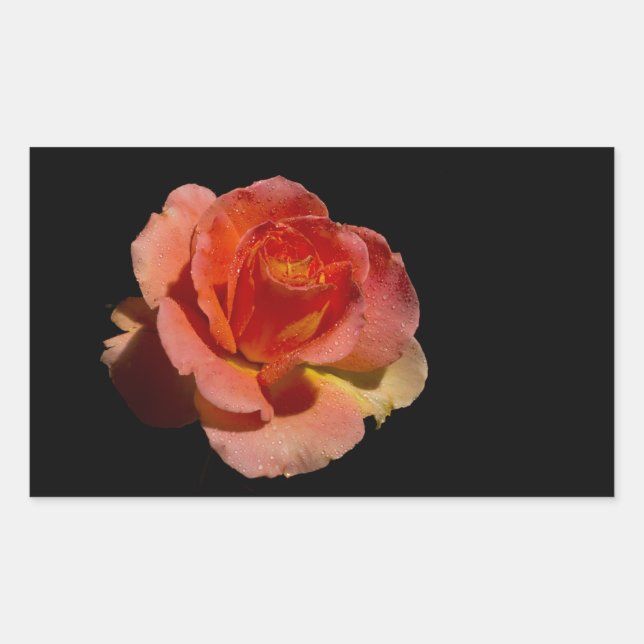 Adesivo Retangular Rosa de laranja 2 (Frente)