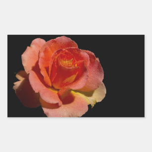 Adesivo Retangular Rosa laranja