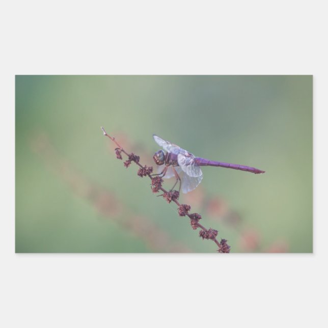 Adesivo Retangular Roseate Skimmer Dragonfly (Frente)