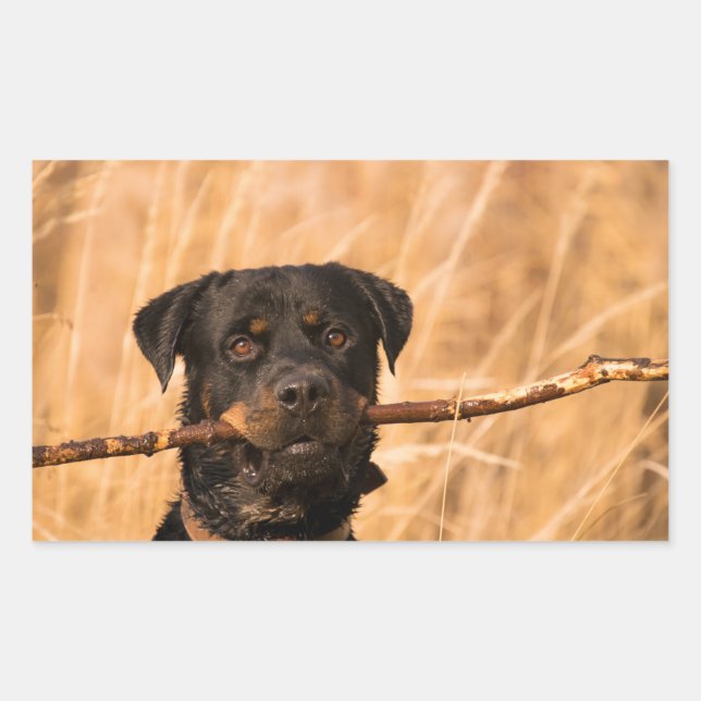 Adesivo Retangular Rottweiler Com Um Pente (Frente)