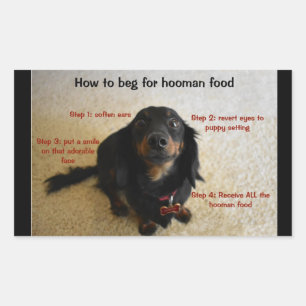 Adesivo Retangular Rótulo do Jar do Tratamento de Biscoitos de Cão