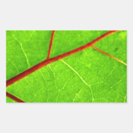 Adesivo Retangular Rua. Thomas 1