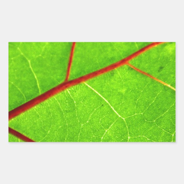 Adesivo Retangular Rua. Thomas 1 (Frente)