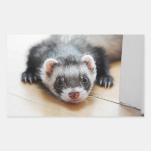 Adesivo Retangular Sable Ferret