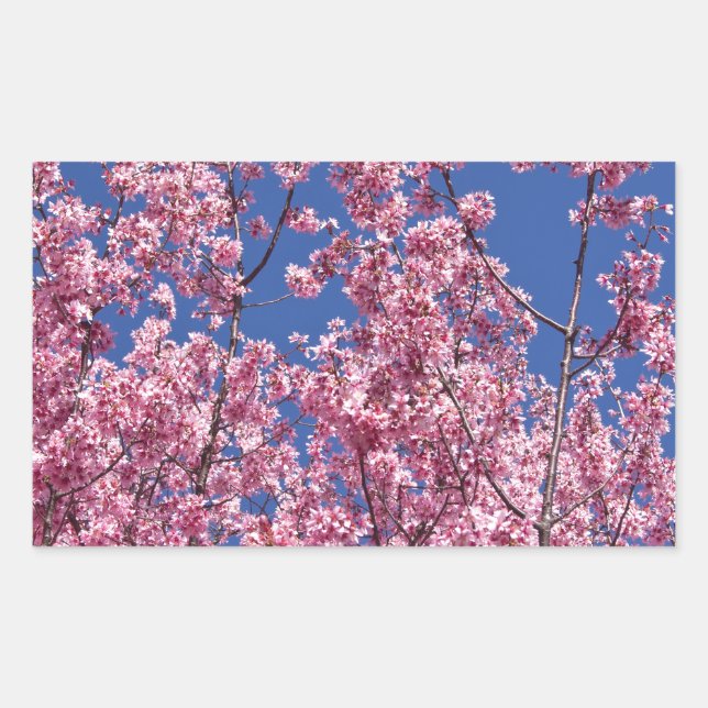 Adesivo Retangular Sakura Cherry Blossoms No Azul (Frente)