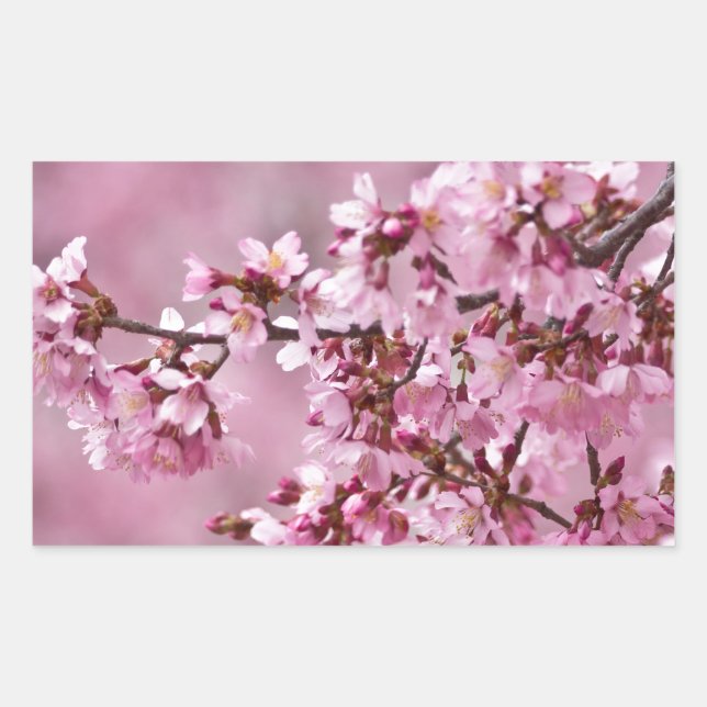 Adesivo Retangular Sakura Cherry Blossoms Pastel Pink Camadas (Frente)