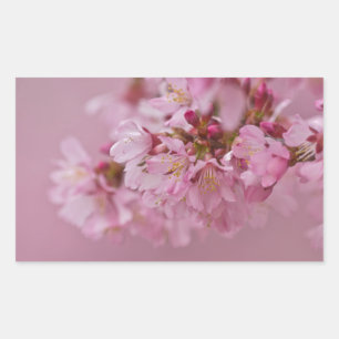 Adesivo Retangular Sakura Flores de Cerejeira Rosa Pálido Reflexos