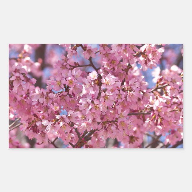 Adesivo Retangular Sakura Pink Chersom Sky (Frente)