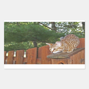 Adesivo Retangular Seletor de Retângulo de Gato Savannah