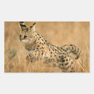 Adesivo Retangular Serval (Leptailurus Serval) Saltando