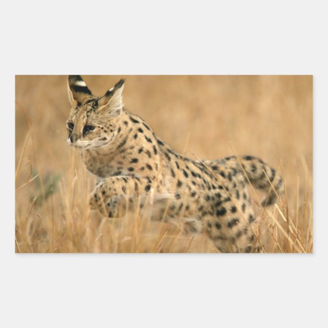 Adesivo Retangular Serval (Leptailurus Serval) Saltando (Frente)
