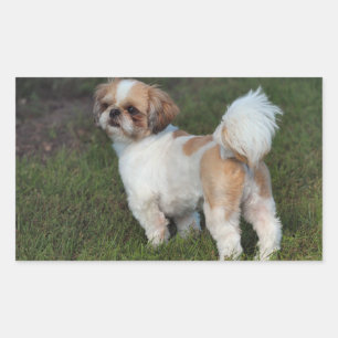 Adesivo Retangular Shih Tzu