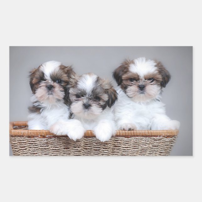 Adesivo Retangular Shih Tzu puppies (Frente)