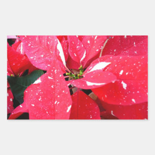 Adesivo Retangular Shimmer Star Surprise Poinsettia Foliday Floral