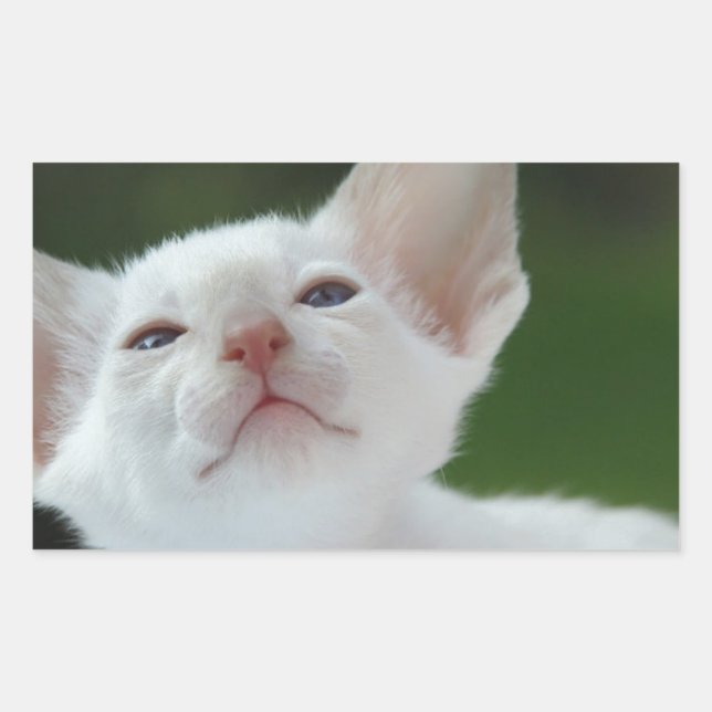 Adesivo Retangular Siamese kitten (Frente)