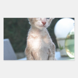 Adesivo Retangular Siamese Kitten em uma mesa