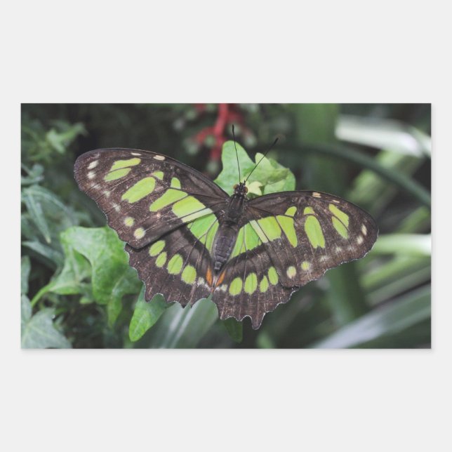 Adesivo Retangular Siproeta stelenes (Frente)