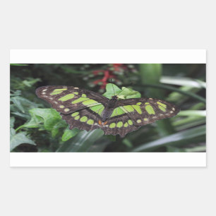 Adesivo Retangular Siproeta stelenes