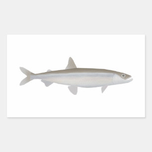 Adesivo Retangular Smelt Europeu