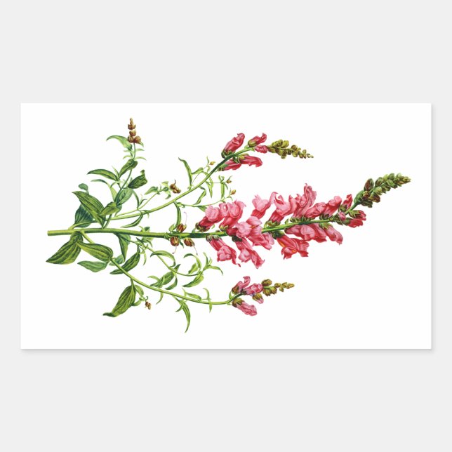 Adesivo Retangular Snapdragon Rosa Desenhado Da Natureza (Frente)