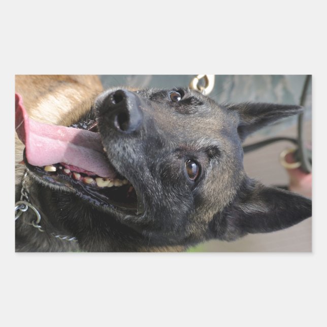 Adesivo Retangular Sorriso de Cão Malinois Belga (Frente)