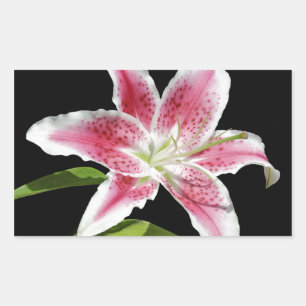 Adesivo Retangular Stargazer Lily