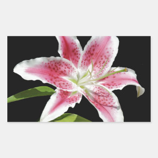 Adesivo Retangular Stargazer Lily