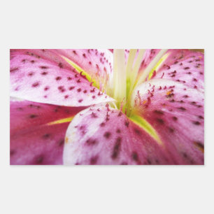 Adesivo Retangular Stargazer Lily Bright Magenta Floral