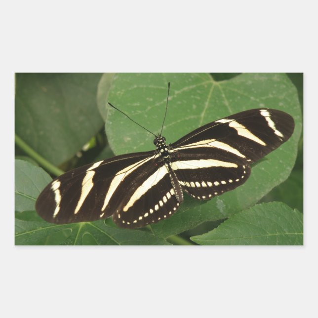 Adesivo Retangular Stickers De Borboleta De Zebra Longwing (Frente)