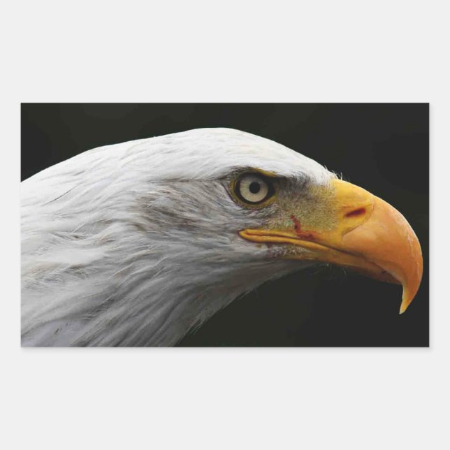 Adesivo Retangular Stm Bald Eagle (Frente)