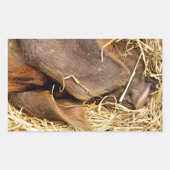 ADESIVO RETANGULAR SUÍNOS (Frente)