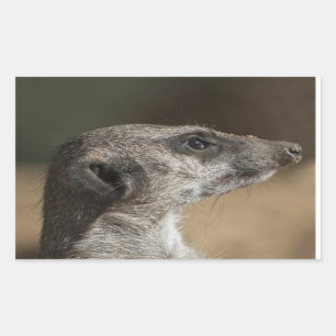 Adesivo Retangular Suricata