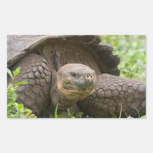 Adesivo Retangular Tartaruga gigante