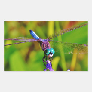 Adesivo Retangular Teal Rainbow Dragonfly