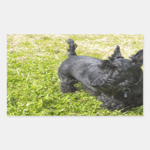 Adesivo Retangular Terrier escocês