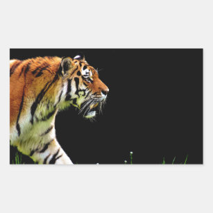 Adesivo Retangular Tiger Aproximando-se - Trabalho de arte animal sel