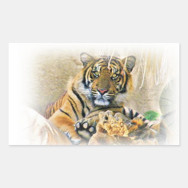 Adesivo Retangular Tiger,Procurando_ (Frente)
